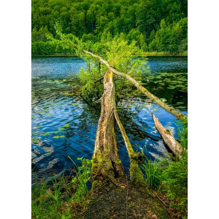Lipcowy kadr z nad jeziora
